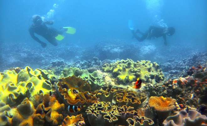 Vietnam’s sea accommodates 1,100 sq.km. of coral reefs ảnh 1 Vietnam’s sea accommodates 1,100 sq.km. of coral reefs ảnh 1