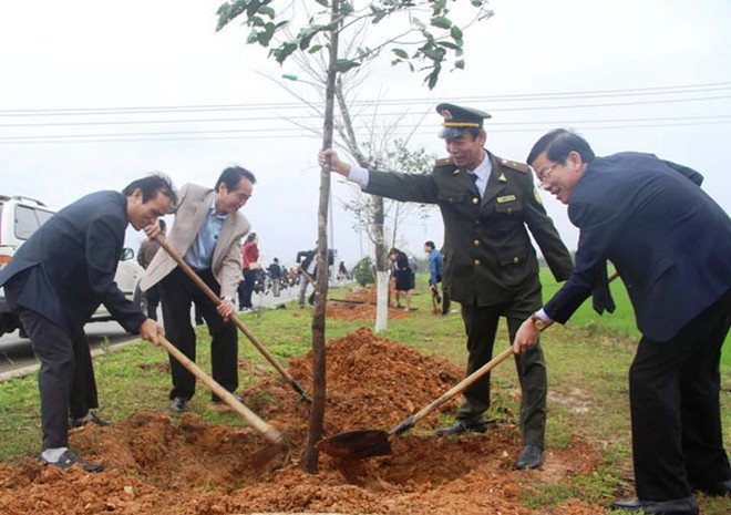 Thua Thien-Hue strives for forest coverage of 57 percent this year ảnh 1