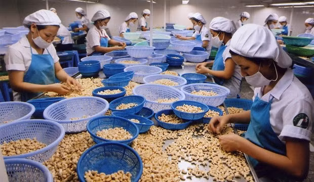 Cashew firms enhance processing to add value to products ảnh 1