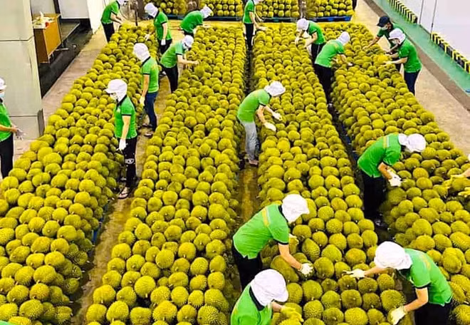 Vietnam works hard to boost exports to Chinese market ảnh 1