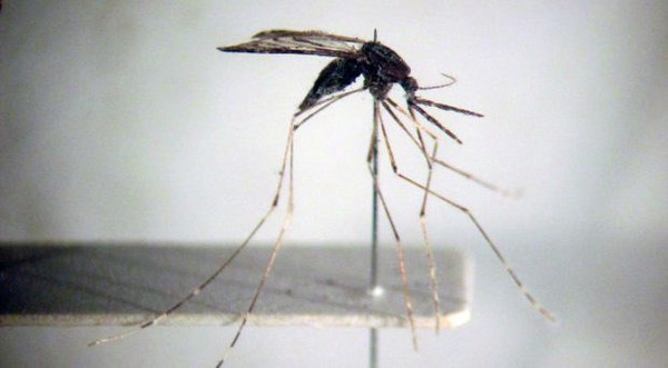 Efforts to be exerted towards malaria elimination by 2030 ảnh 1
