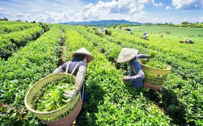 Tea export value to China skyrockets ảnh 1 Tea export value to China skyrockets ảnh 1