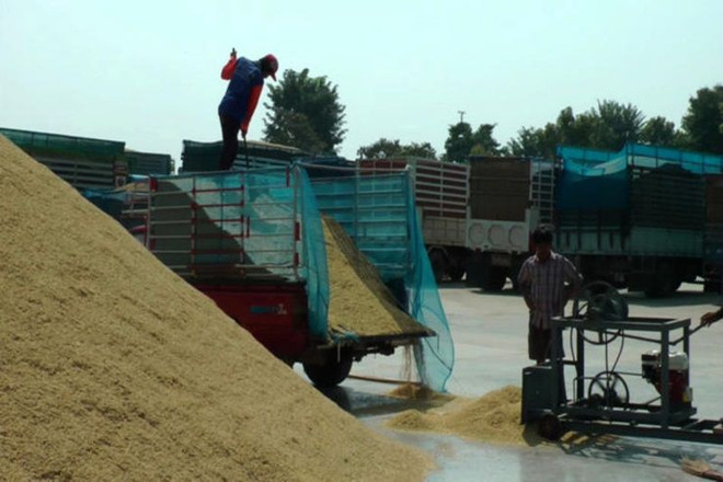 Thailand to expand rice markets in Malaysia, Indonesia ảnh 1