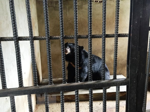 Authorities work to end illegal wildlife trading ảnh 1 Authorities work to end illegal wildlife trading ảnh 1