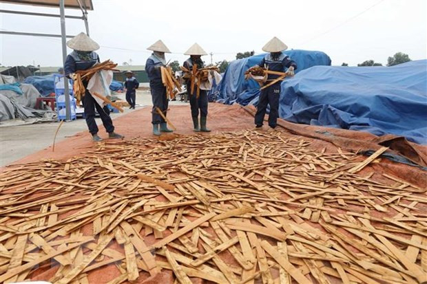Cinnamon growing helps reduce poverty in Yen Bai province ảnh 2