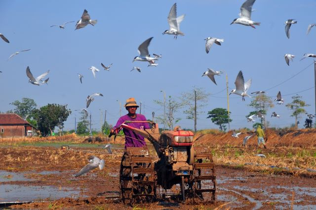 Indonesia to import about 5 mln tonnes of rice by 2024 ảnh 1 Indonesia to import about 5 mln tonnes of rice by 2024 ảnh 1