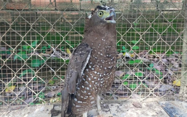 Rare stump-tailed macaque released to nature in Ha Giang ảnh 2 Rare stump-tailed macaque released to nature in Ha Giang ảnh 2