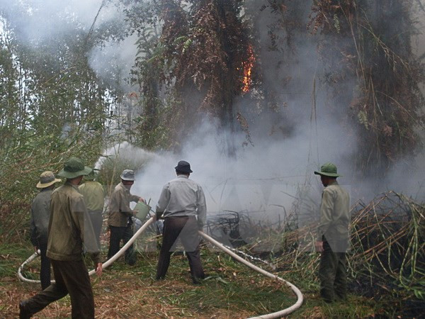 Binh Duong on alert for forest fires ảnh 1
