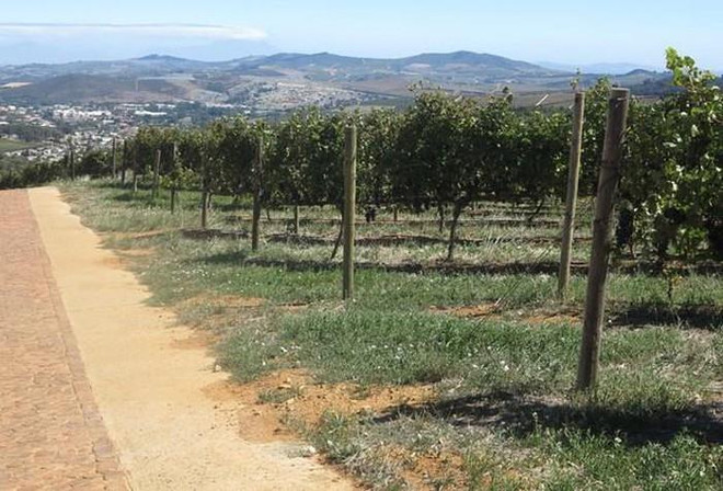 South African company to export fresh grape to Vietnam ảnh 1