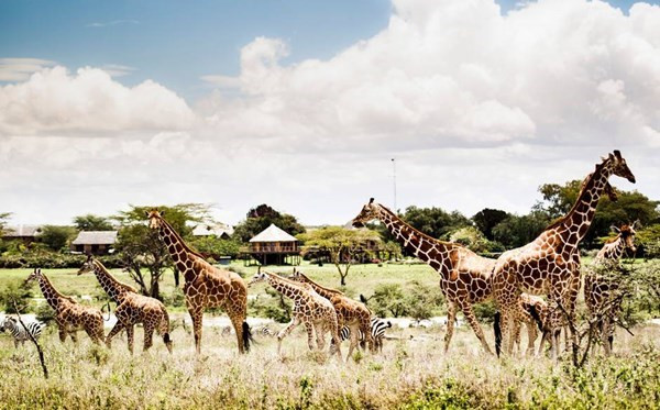 Vietnam’s first wildlife park launched in Phu Quoc ảnh 1 Vietnam’s first wildlife park launched in Phu Quoc ảnh 1