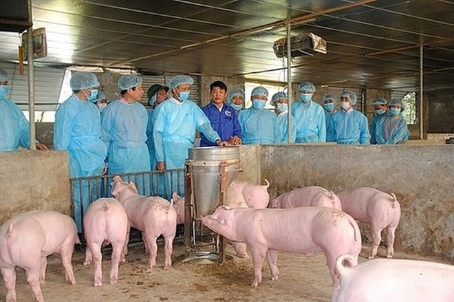 Vietnam aims to be free of African swine fever by 2025 ảnh 1 Vietnam aims to be free of African swine fever by 2025 ảnh 1