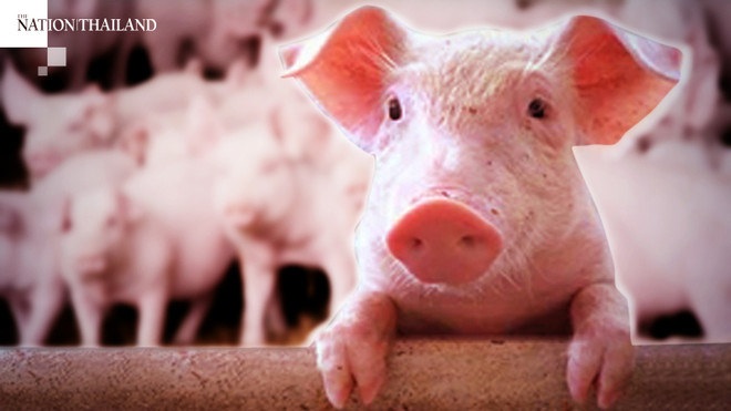 Thai swine breeders asked to limit prices ảnh 1