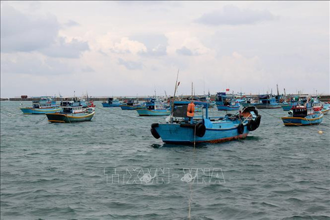 Binh Thuan province promotes awareness to fight illegal fishing ảnh 1