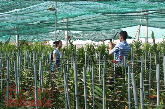 HCM City’s farm production shoots up ảnh 1