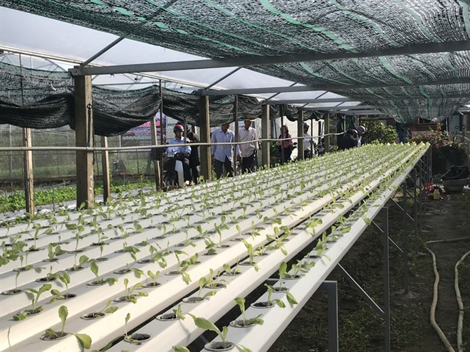 An IT expert promotes ‘smartphone farming’ ảnh 1