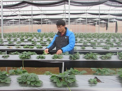 The strawberry whisperer with a BA in economics ảnh 1 The strawberry whisperer with a BA in economics ảnh 1