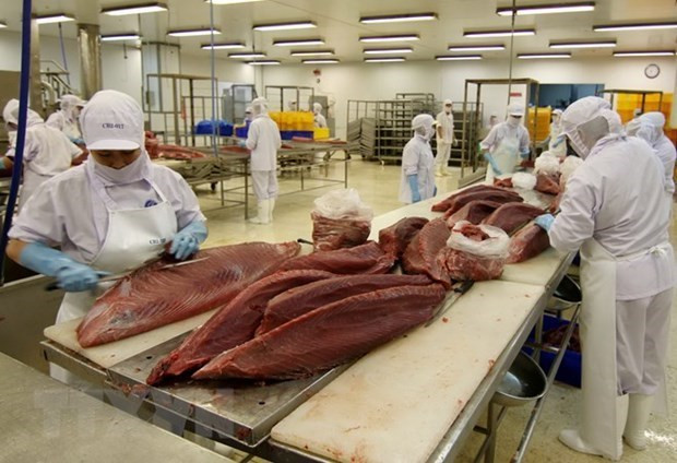 Vietnam’s tuna export has bright prospect ảnh 1 Vietnam’s tuna export has bright prospect ảnh 1