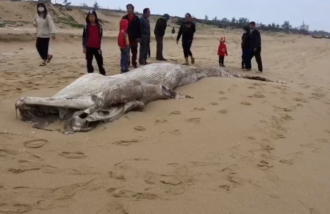 Dead whale washed up on beach in Quang Binh ảnh 1 Dead whale washed up on beach in Quang Binh ảnh 1