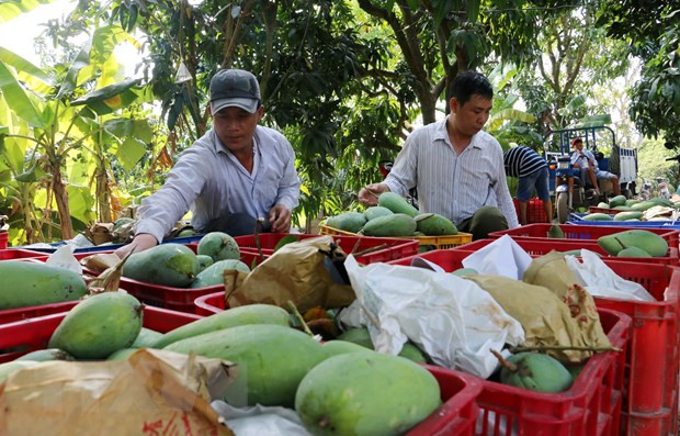 Trade surplus from agro-forestry-fisheries hit 1.37 billion USD in two months ảnh 1 Trade surplus from agro-forestry-fisheries hit 1.37 billion USD in two months ảnh 1