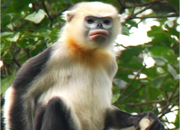 Ha Giang forest rangers work to preserve Tonkin snub-nosed monkeys ảnh 1