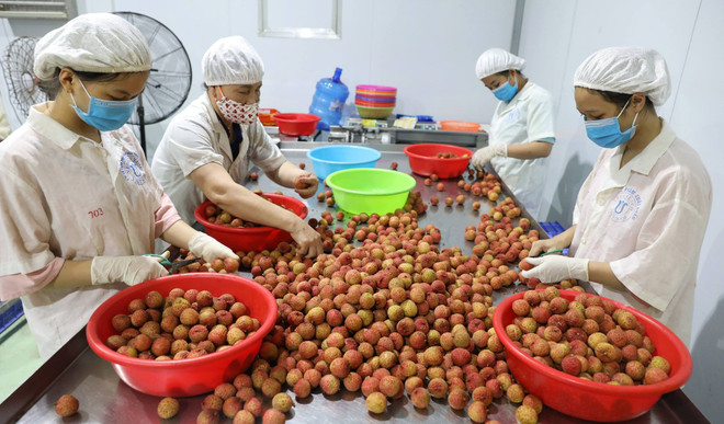Australia provides 2 million USD to strengthen trade opportunities with Vietnam ảnh 1 Australia provides 2 million USD to strengthen trade opportunities with Vietnam ảnh 1