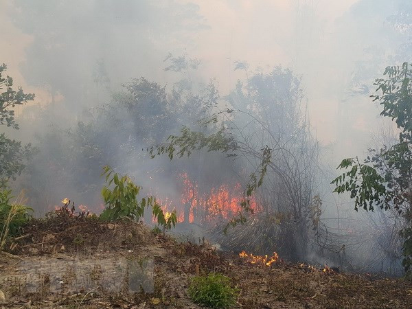 Localities urged high vigilance in response to forest fires ảnh 1 Localities urged high vigilance in response to forest fires ảnh 1