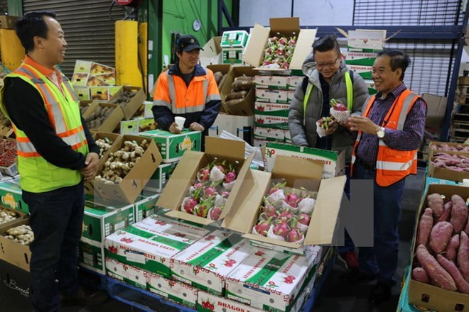 Vietnam’s fruit, vegetable exports up 33.4 percent in Q1 ảnh 1 Vietnam’s fruit, vegetable exports up 33.4 percent in Q1 ảnh 1