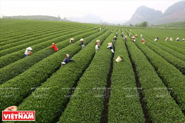 Moc Chau Tea Festival opens ảnh 1