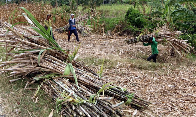 Sugarcane farmers in Mekong Delta suffer losses due to low prices ảnh 1 Sugarcane farmers in Mekong Delta suffer losses due to low prices ảnh 1
