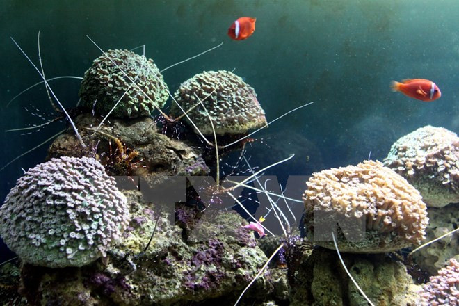  Central province plans sea conservation project ảnh 1