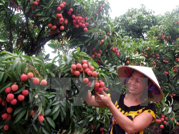 Fruit and vegetable exports record rapid growth ảnh 1 Fruit and vegetable exports record rapid growth ảnh 1
