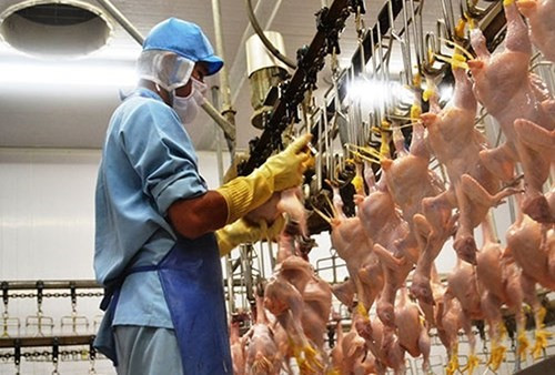 Vietnam’s poultry, livestock product exports increase ảnh 1 Vietnam’s poultry, livestock product exports increase ảnh 1