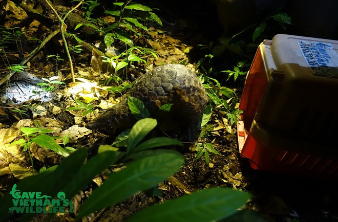 Endangered pangolins released into nature ảnh 1