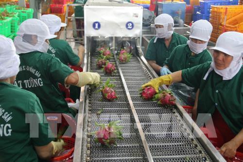 Tien Giang’s export turnover hits 1.27 billion USD ảnh 1 Tien Giang’s export turnover hits 1.27 billion USD ảnh 1
