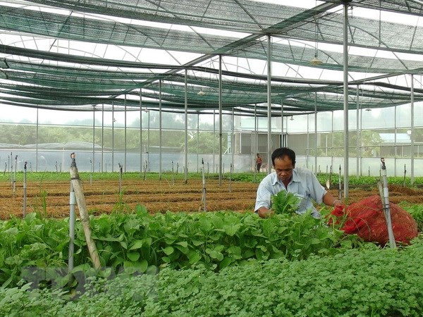 Human resource training key to boost agriculture 4.0 ảnh 1