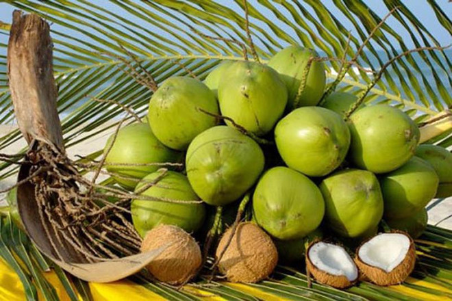 Vietnam’s coconut export to reach 1 billion USD in 2025: insider ảnh 1 Vietnam’s coconut export to reach 1 billion USD in 2025: insider ảnh 1