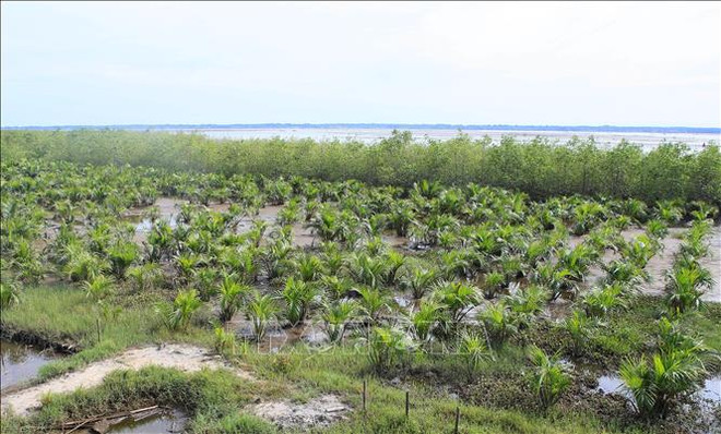 Ministry proposes investment change to forest sector modernisation project ảnh 1 Ministry proposes investment change to forest sector modernisation project ảnh 1