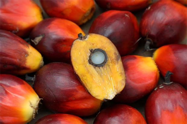 Malaysia: Palm oil goes down from eight-year high ảnh 1