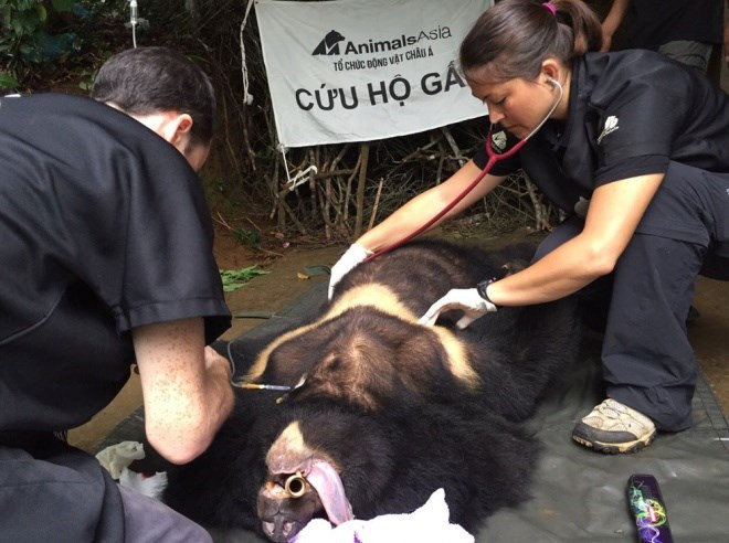 Moon bear rescued in Lam Dong province ảnh 1