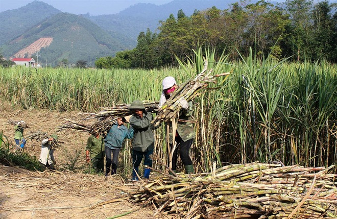 Sugar association looks to Prime Minister for help ảnh 1 Sugar association looks to Prime Minister for help ảnh 1