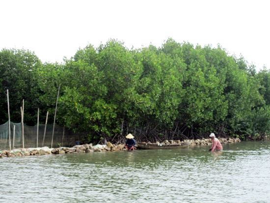 Binh Dinh to invest over 1 mln USD in biodiversity preservation ảnh 1