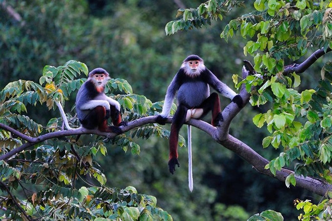 Hotels, resorts threaten rare primates ảnh 1 Hotels, resorts threaten rare primates ảnh 1