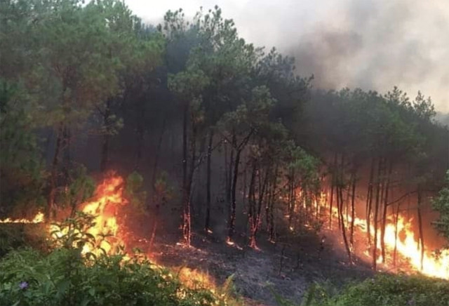 PM asks for effective preventive solutions against forest fires ảnh 1 PM asks for effective preventive solutions against forest fires ảnh 1