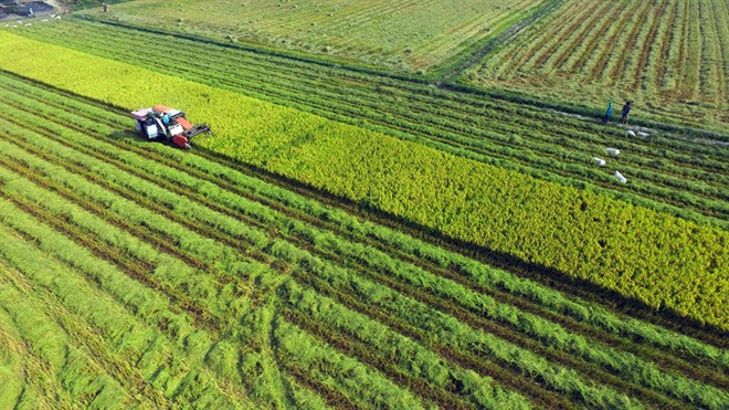 Mekong Delta urges more high-tech farming investment ảnh 1