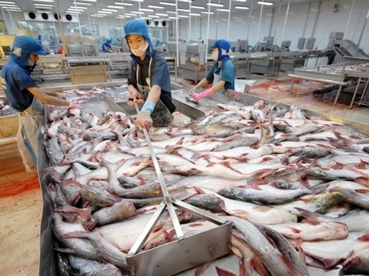 Catfish skin - a promising export ảnh 1 Catfish skin - a promising export ảnh 1