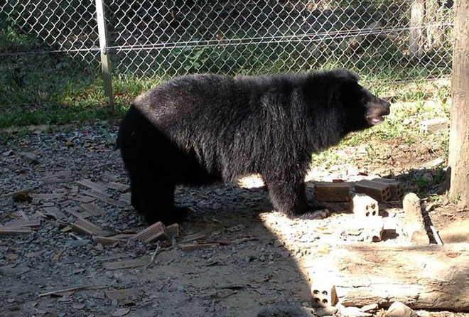 More Asian black bears in captivity in Lam Dong released ảnh 1 More Asian black bears in captivity in Lam Dong released ảnh 1