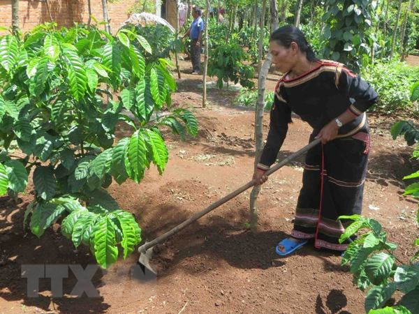 Bank helps ethnic minorities in Lam Dong reduce poverty ảnh 1