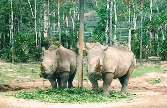 Short-film making contest on illegal wildlife trade launched ảnh 1