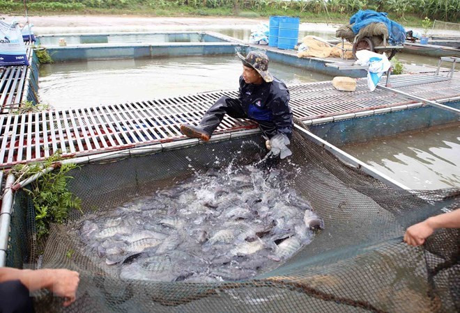 Hanoi sets up large-scale aquatic farming areas in eight districts ảnh 1 Hanoi sets up large-scale aquatic farming areas in eight districts ảnh 1