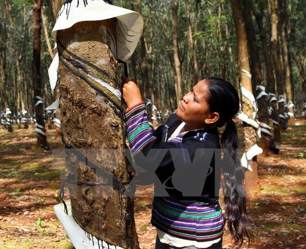 Rubber businesses need sustainable development strategies: workshop ảnh 1